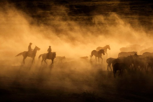 Art Print - Wild horses of Cappadocia 100x140