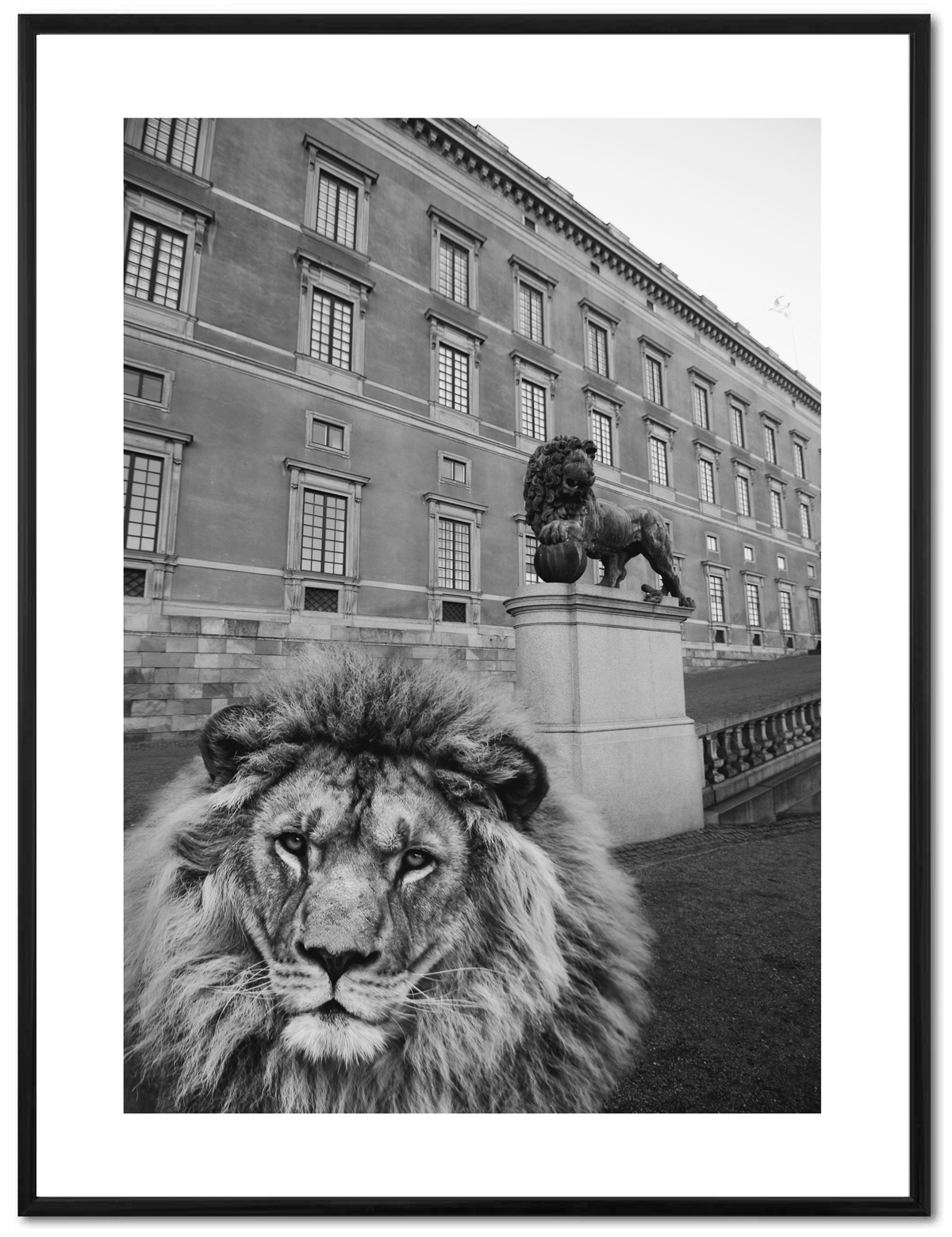 Poster Enelefant - Lejon vid slottet 30x40