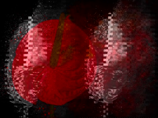 Art Print - Red explosion