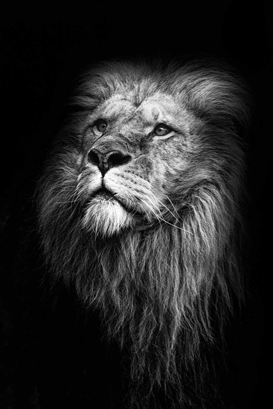 Art Print - Untitled Lion 30x40