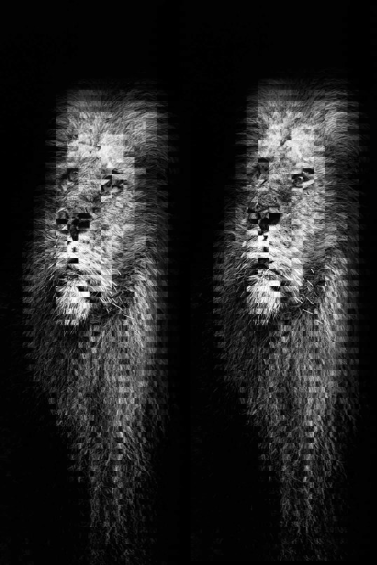 Art Print - Untitled Lion 30x40