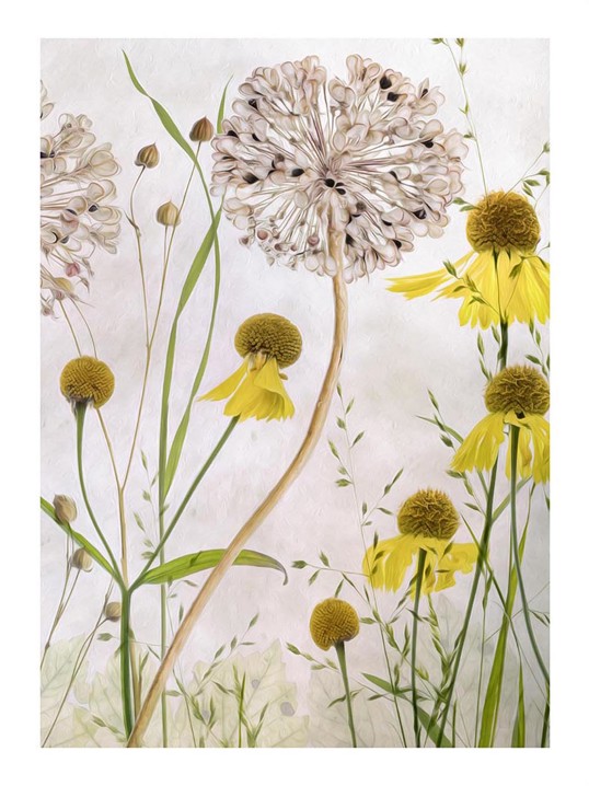 Poster Alliums and Heleniums III 70x100