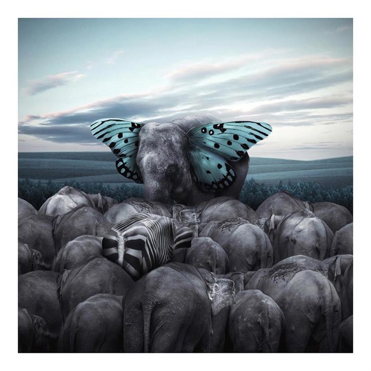Poster Elephant Wings 50x50