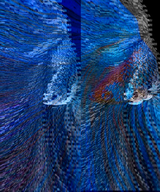 Art Print - Blue Moon 60x60
