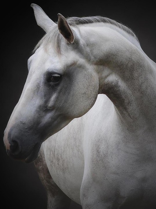 Poster White Horse 70x100