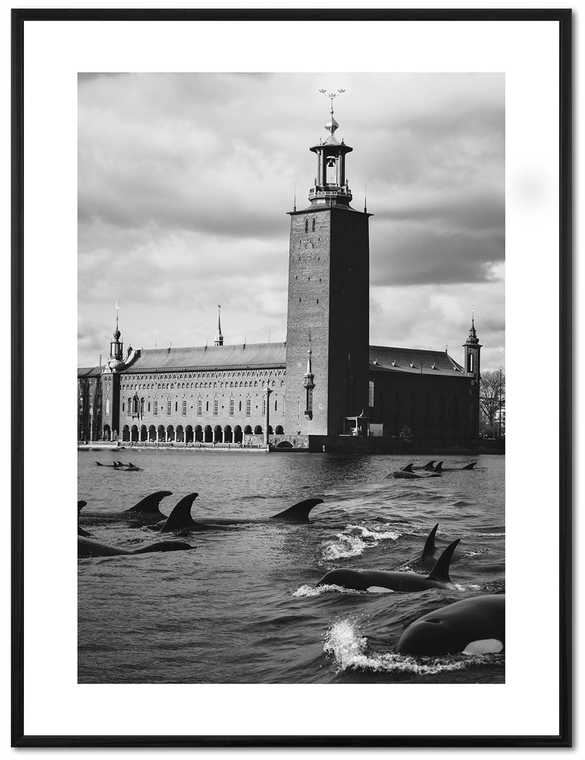 Poster Enelefant - Delfiner vid stadshuset