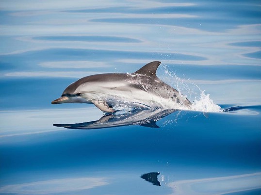 Poster Dolphin 70x100
