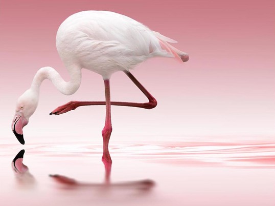 Poster Pink Flamingo 40x50