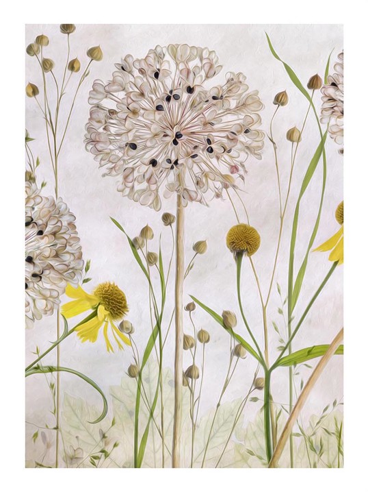 Poster Alliums and Heleniums II 40x50