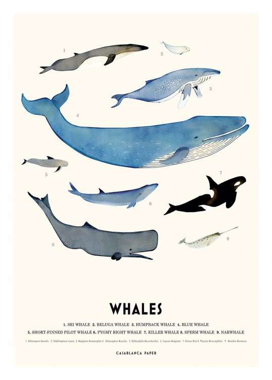 Art Print - Casablanca Paper - Whales