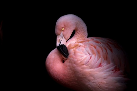 Art Print - Flamingo in the dark 50x70