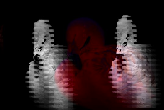 Art Print - Flamingo in the dark 60x80