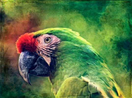 Art Print - Parrot