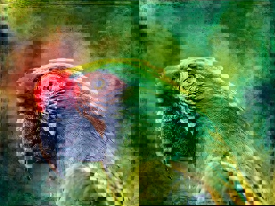 Art Print - Parrot 30x40