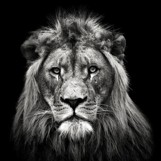 Poster Lion II 70x70