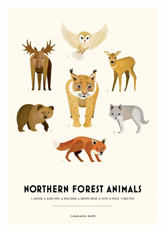 Art Print - Casablanca Paper - Northern Forest Animals 50x70
