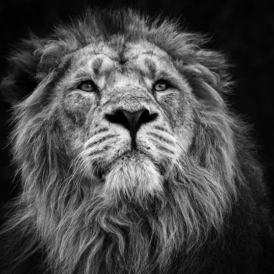 Poster Lion I
