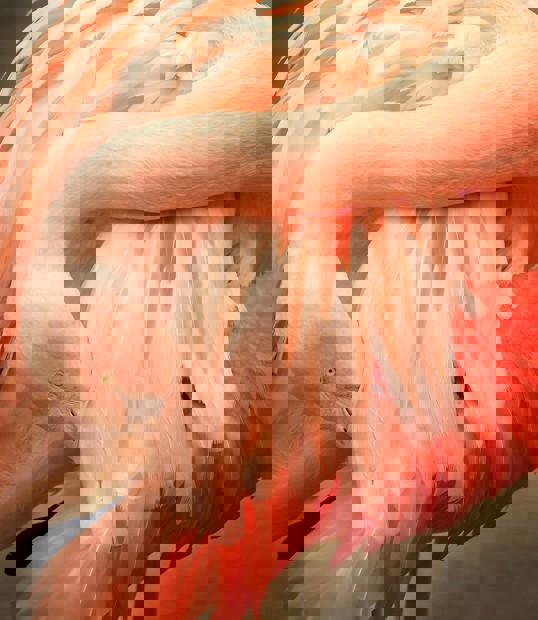 Art Print - So many feathers 20x20